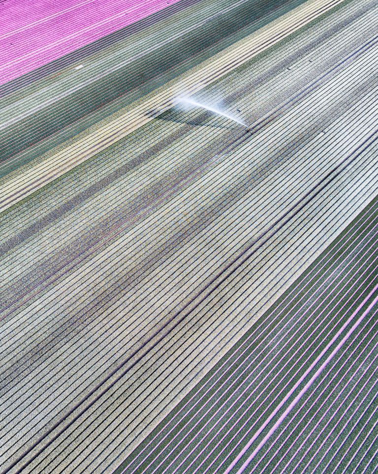 Tulip field from my drone near Almere-Haven