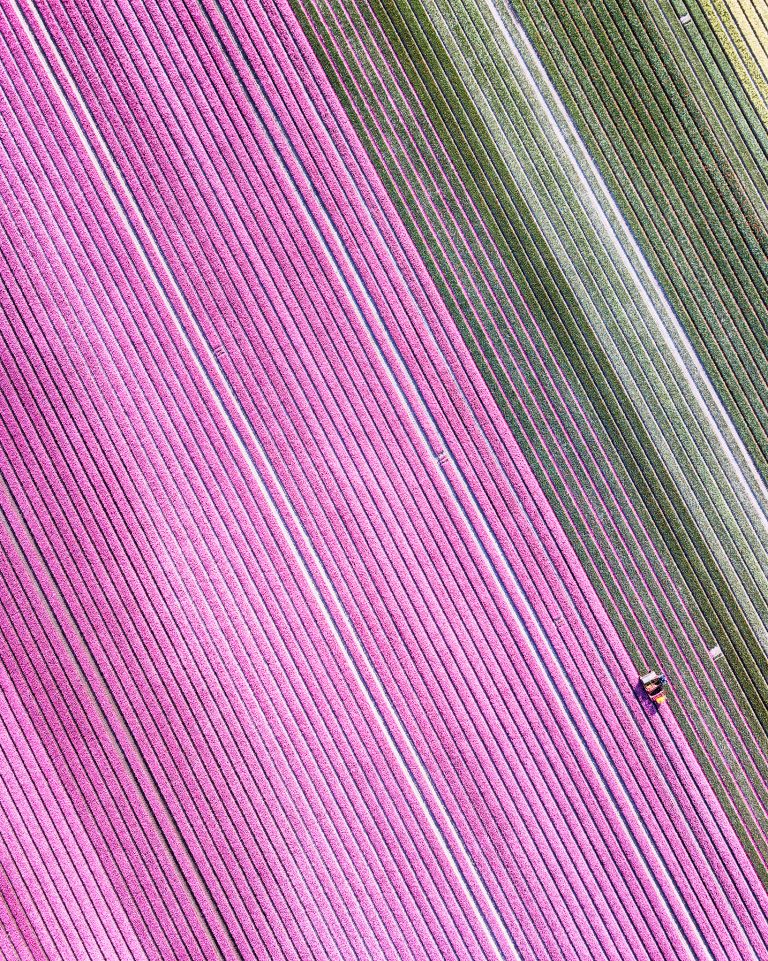 Tulip field from my drone near Almere-Haven