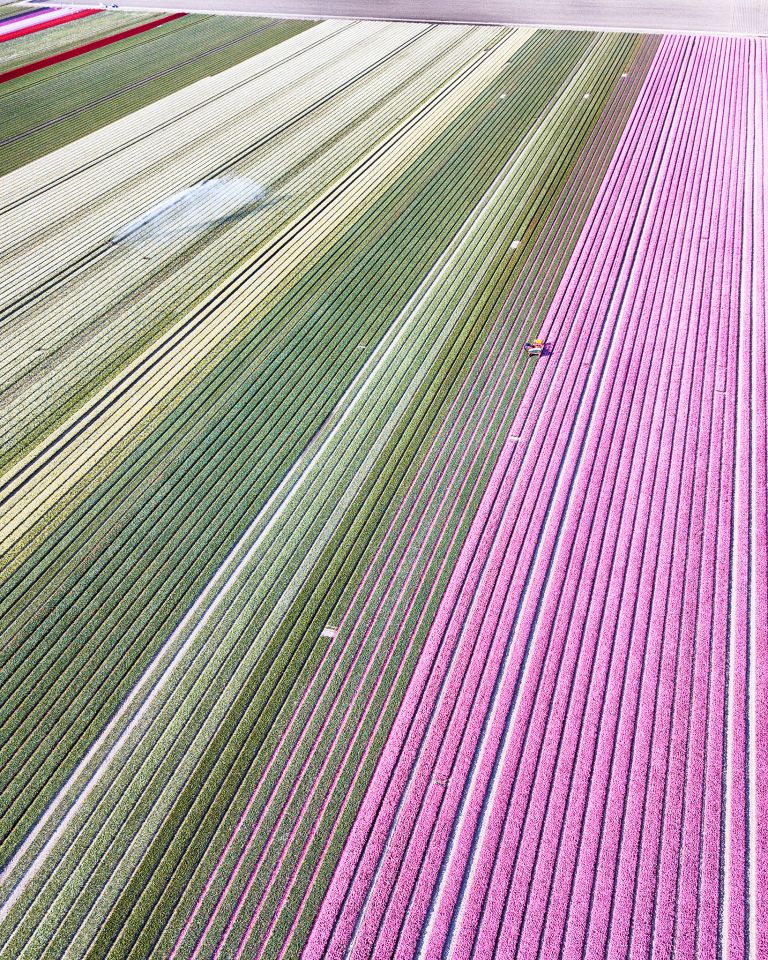 Tulip field from my drone near Almere-Haven