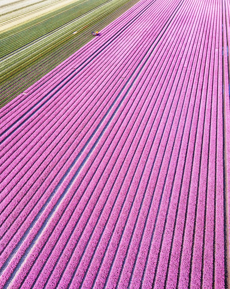 Tulip field from my drone near Almere-Haven