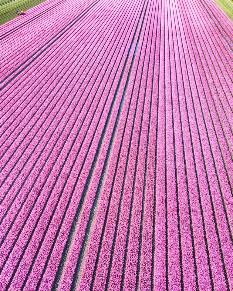 Tulip field from my drone near Almere-Haven