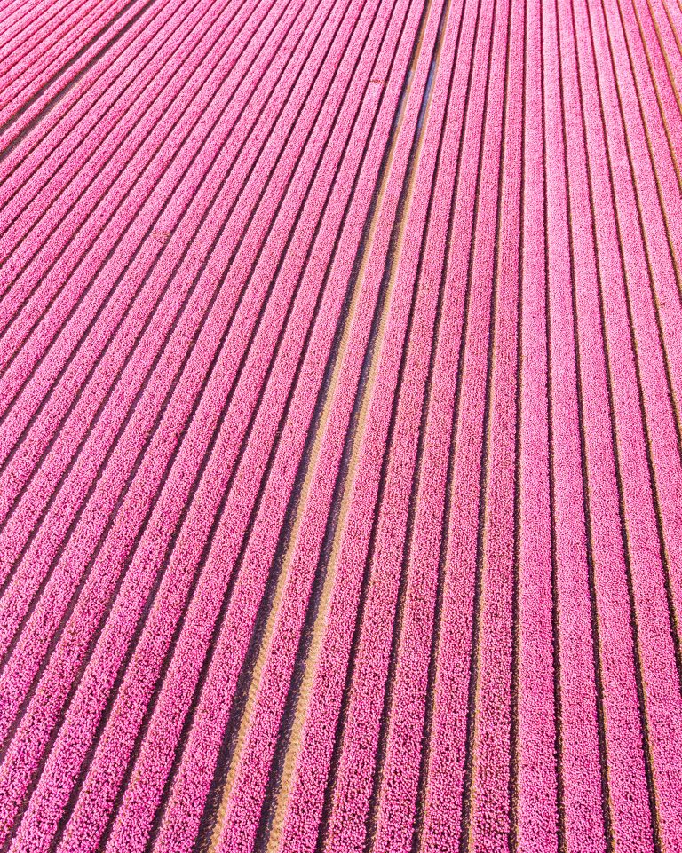 Tulip field from my drone near Almere-Haven