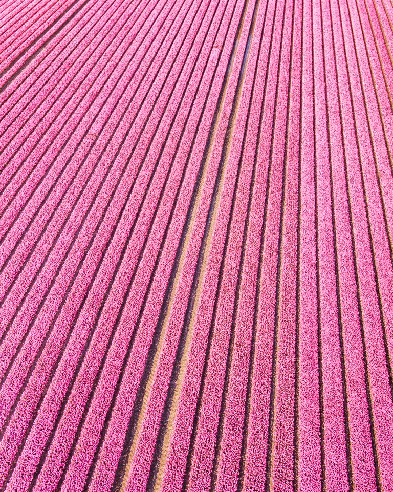 Tulip field from my drone near Almere-Haven