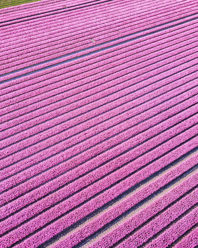 Tulip field from my drone near Almere-Haven