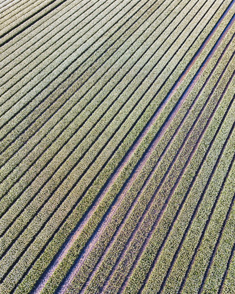 Tulip field from my drone near Almere-Haven