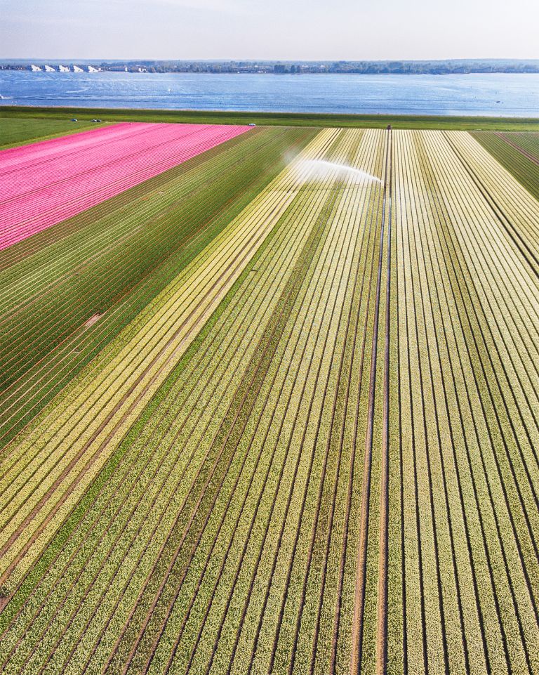 Tulip field from my drone near Almere-Haven