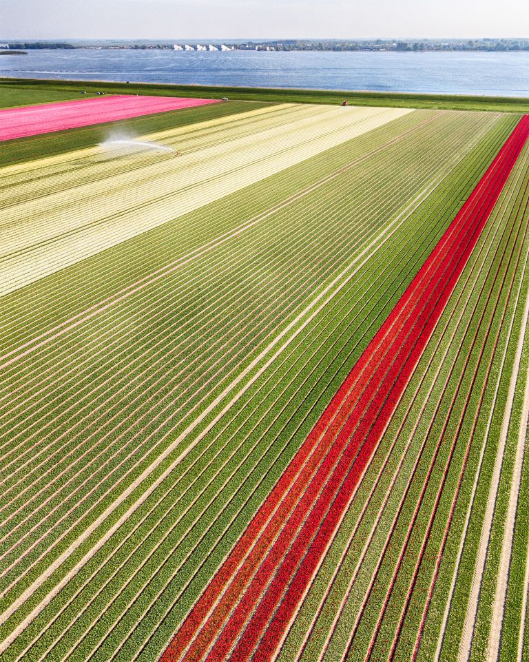 Tulip field from my drone near Almere-Haven