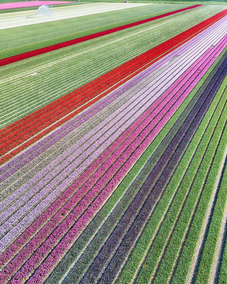 Tulip field from my drone near Almere-Haven