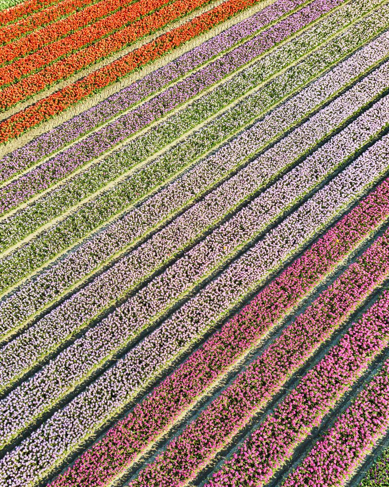 Tulip field from my drone near Almere-Haven