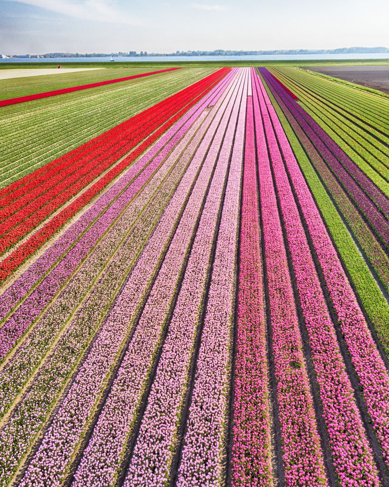 Tulip field from my drone near Almere-Haven