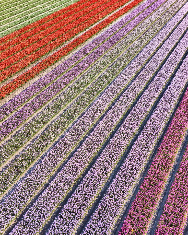 Tulip field from my drone near Almere-Haven