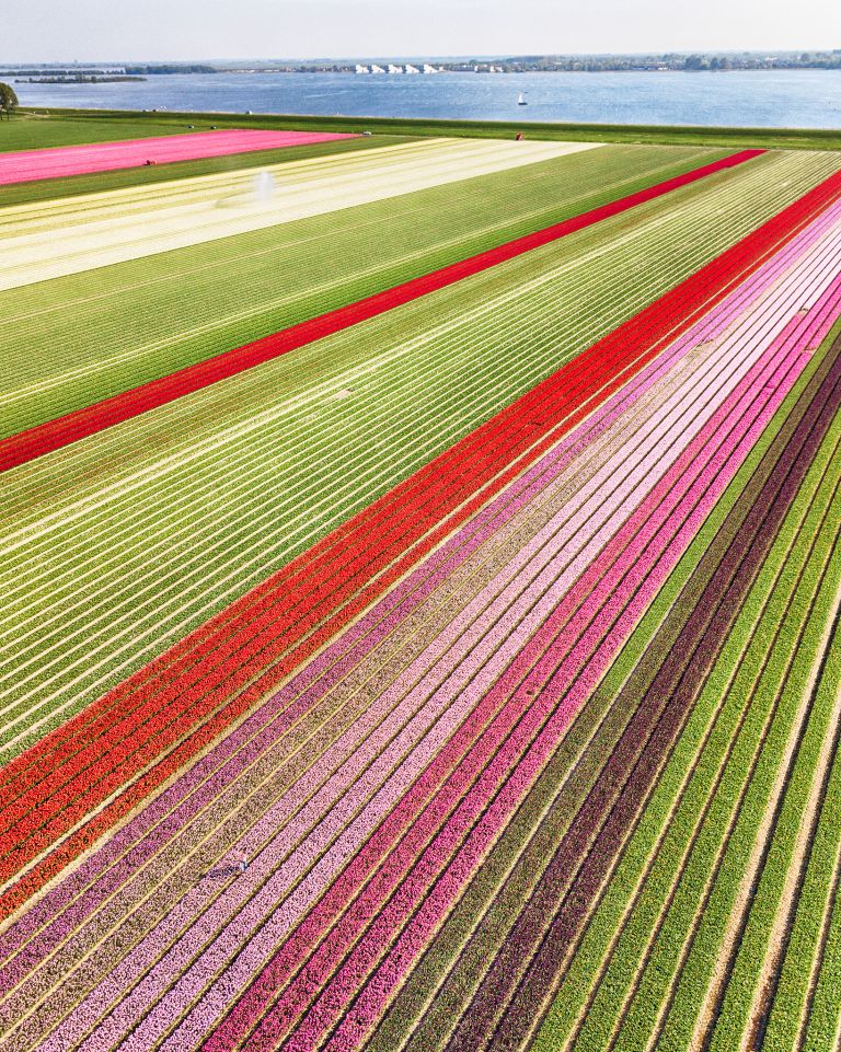 Tulip field from my drone near Almere-Haven