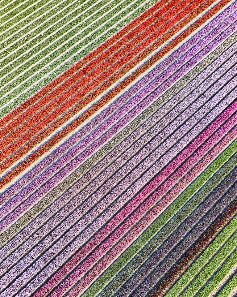 Tulip field from my drone near Almere-Haven