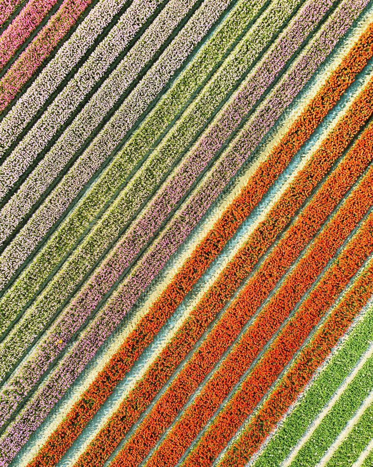 Tulip field from my drone near Almere-Haven