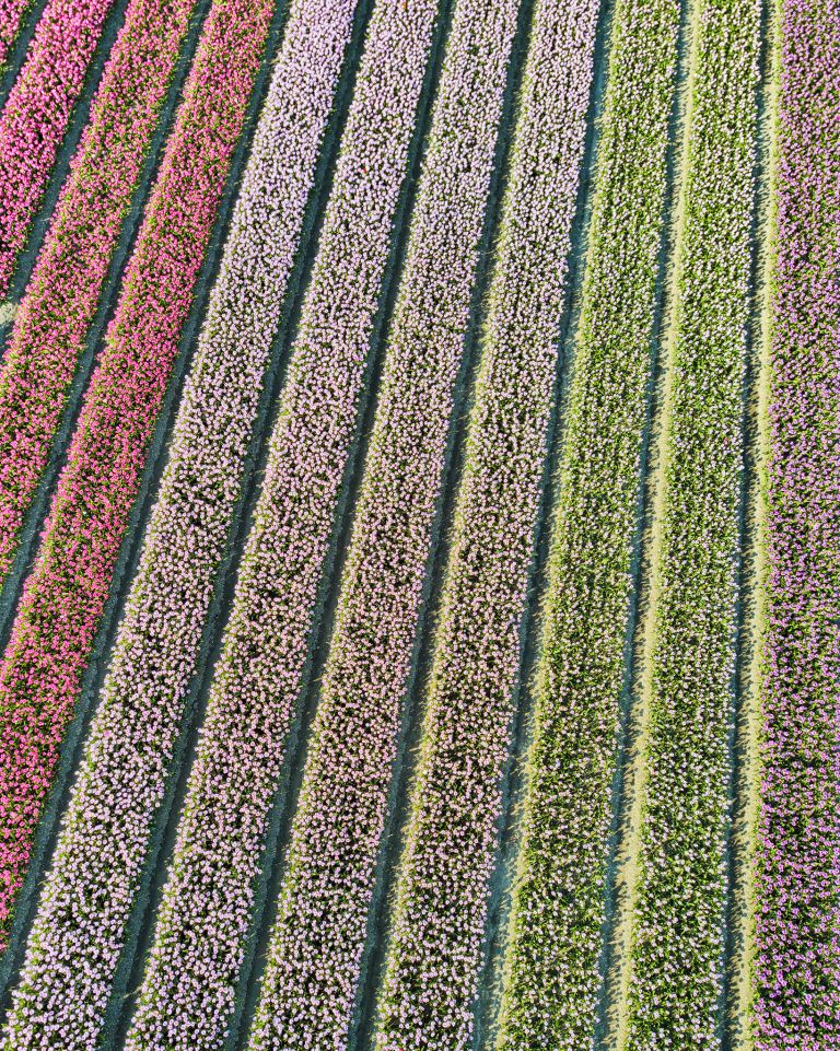 Tulip field from my drone near Almere-Haven