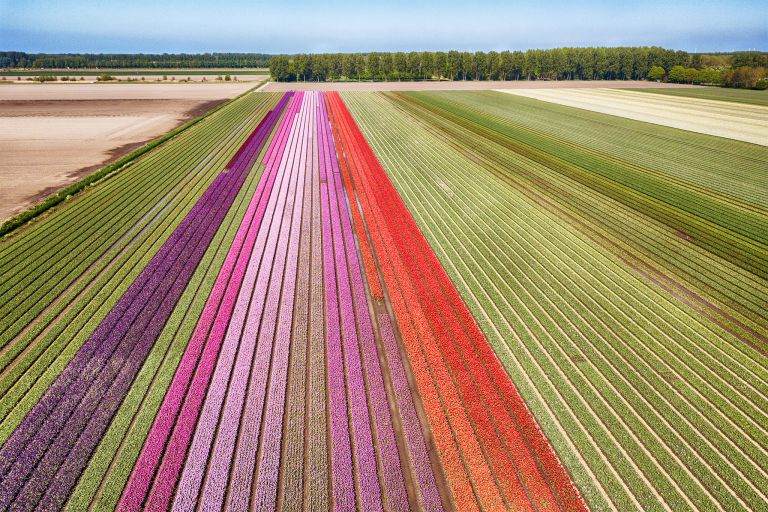 Tulip field next to lake Gooimeer