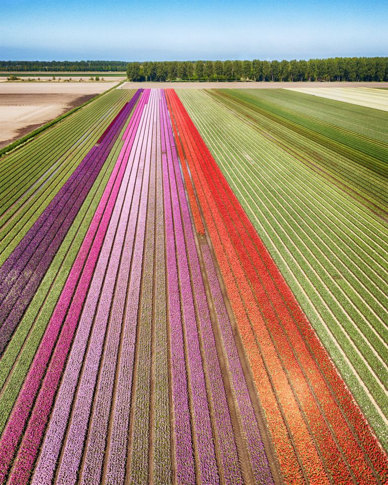 Tulip field next to lake Gooimeer