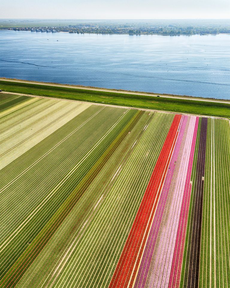 Tulip field next to lake Gooimeer