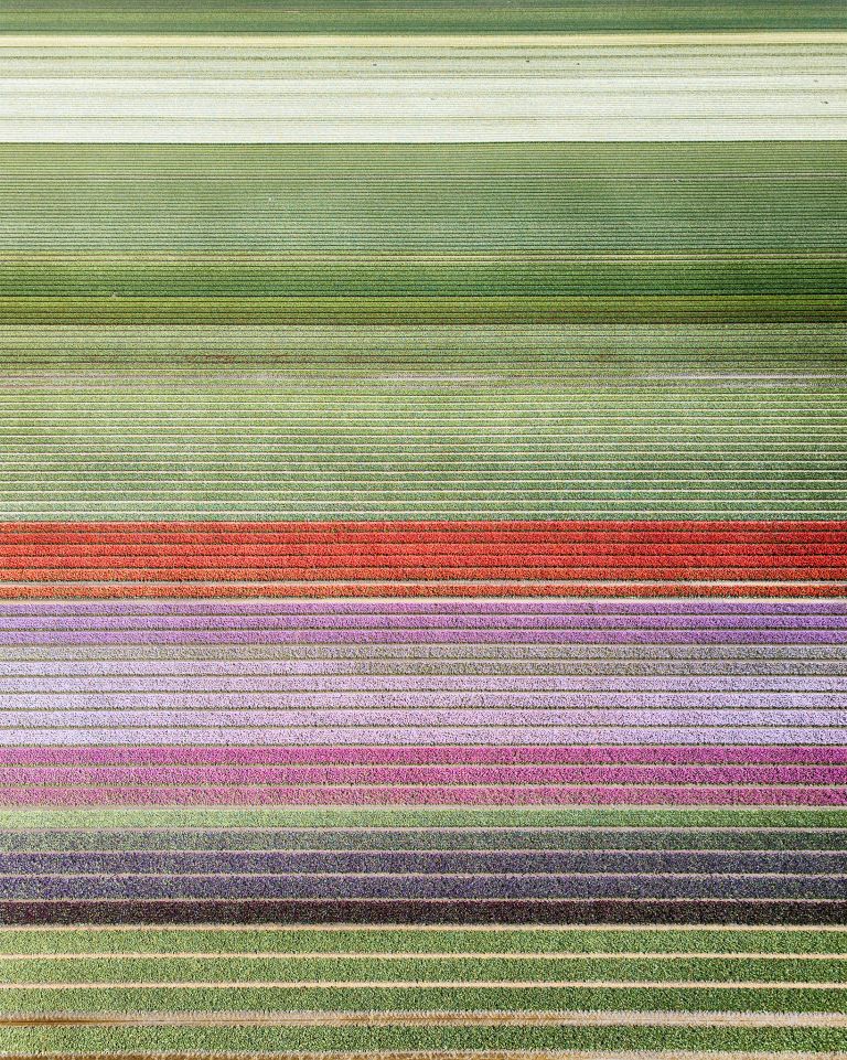 Tulip field next to lake Gooimeer