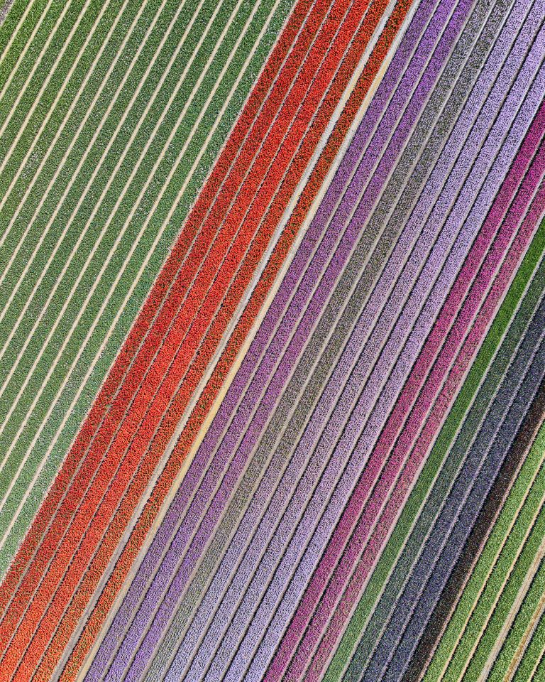 Tulip field next to lake Gooimeer