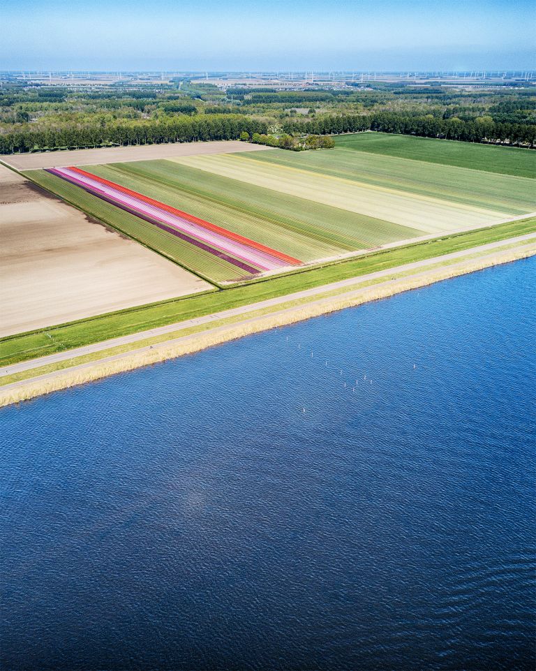 Tulip field next to lake Gooimeer