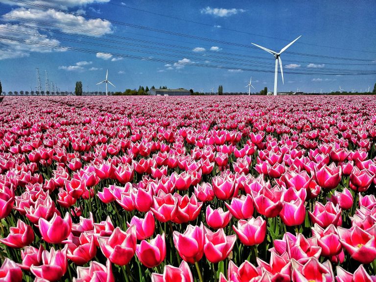 Tulips and windmills