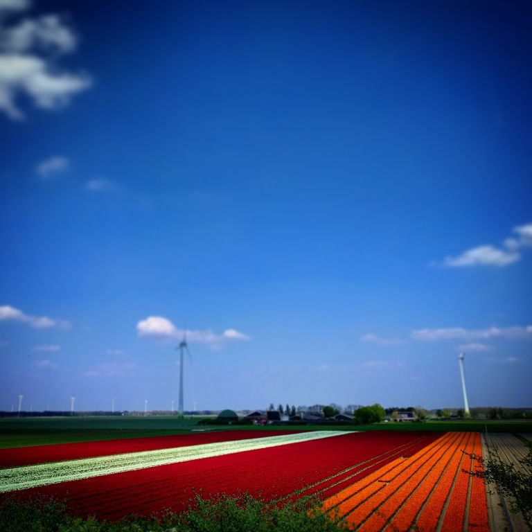 Tulips and windmills