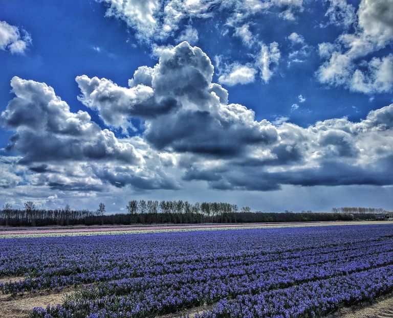 Tulip fields near Almere