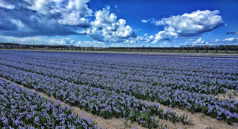 Tulip fields near Almere