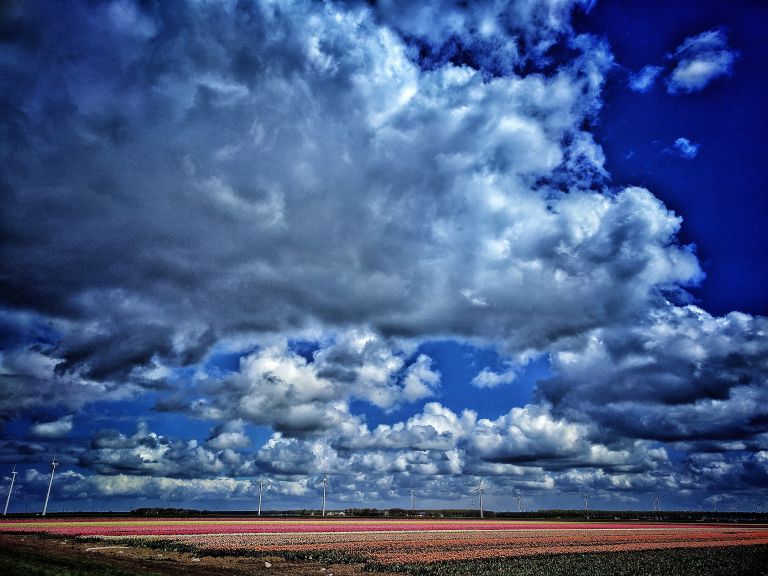 Tulip fields near Almere