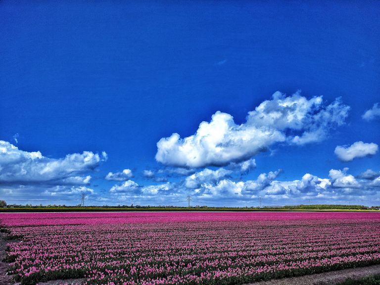 Tulip fields near Almere