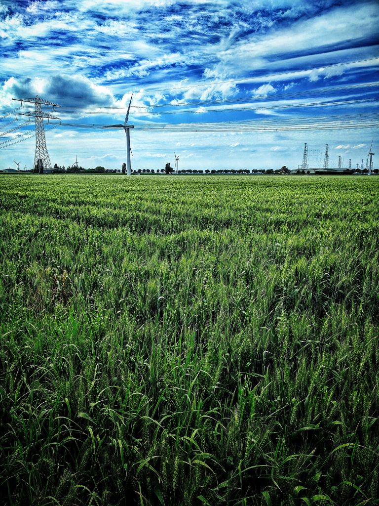 Wheat field