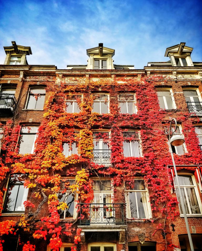 Colourful ivy in Amsterdam