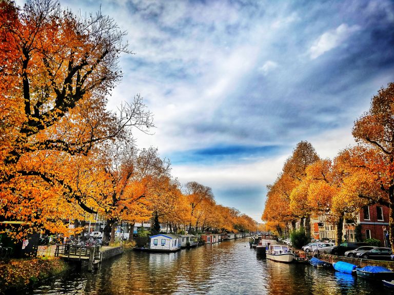 Autumn trees in Amsterdam