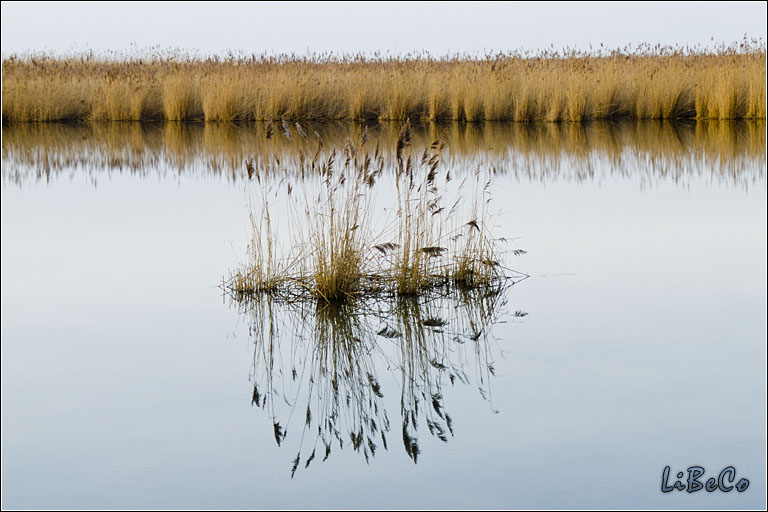 Lonely reed